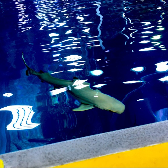 Meet your Posher, Nita - Picture 1 of 1